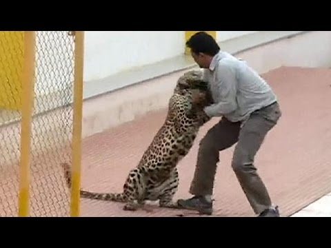 Bloody Brutal Leopard Attack In India