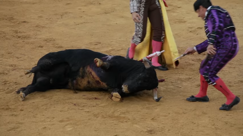 bullfighting2