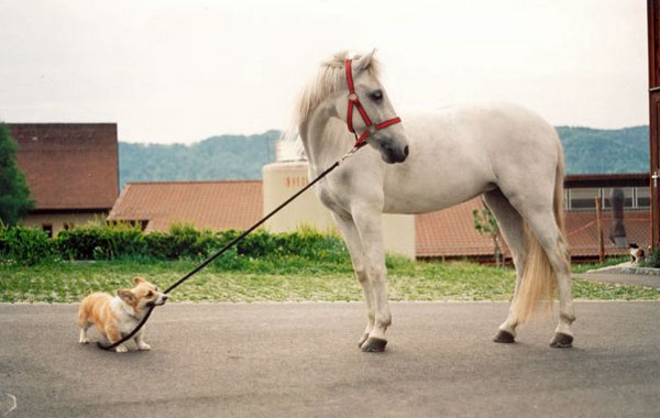 Another corgi trying to take a horse for a ride...