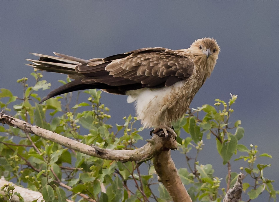 The whistling kite. A self-inflicted, mind detonator, and of course, twisted fire-starter. Credit: Wikipedia