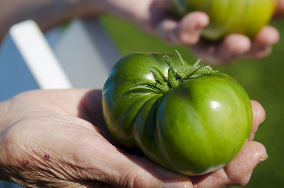 One of the tomatoes. No verdict on whether they taste like sh*t or not. Credit: Washington Post