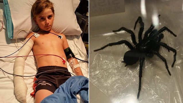 10-Year-Old Aussie Legend Bitten By World’s Deadliest Spider