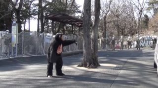 A Chimp-Man Goes Crazy At Zoo, Gets Shot With Tranquilizer Dart