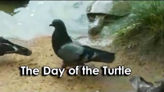 Ozzy Man Reviews: Turtle vs Pigeon