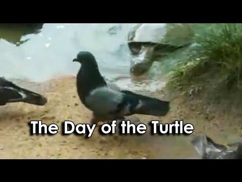 Ozzy Man Reviews: Turtle vs Pigeon