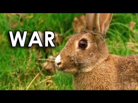 Ozzy Man Reviews: Stoats vs Bunnies