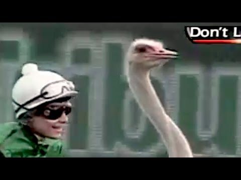 Ozzy Man Reviews: Ostrich Racing
