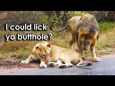 Ozzy Man Reviews: Lioness Mind Games