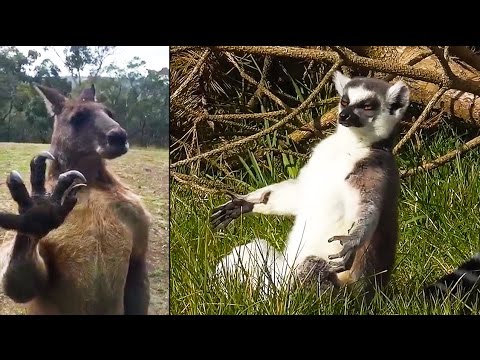 Ozzy Man’s The Lives of Animals – Volume 5