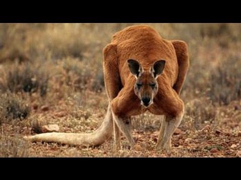Ozzy Man & Mozza Commentate a Kangaroo Fight