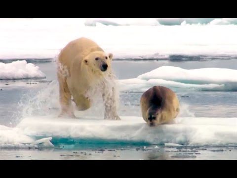Ozzy Man Reviews: Seal With Big Dreams