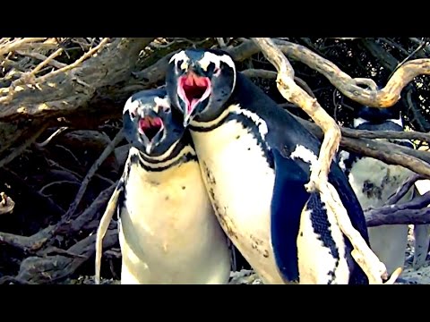 Ozzy Man Reviews: Homewrecker Penguin Fight