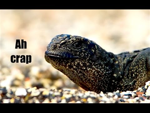 Ozzy Man Reviews: Iguana vs Snakes – Planet Earth 2