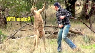 Ozzy Man Reviews: Man Punches Kangaroo