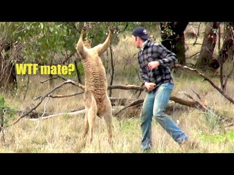 Ozzy Man Reviews: Man Punches Kangaroo