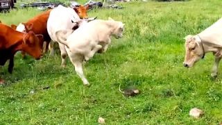 Ozzy Man Reviews: Cows vs Turtle