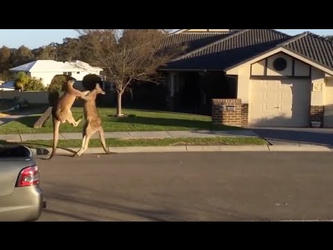 Ozzy Man & Mozza Commentate a Kangaroo Street Fight