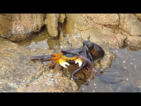 Ozzy Man Commentates an Octopus Eating a Crab