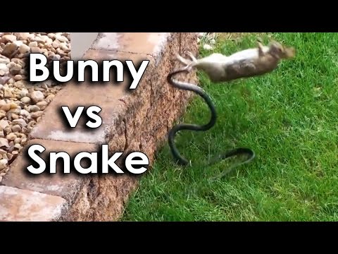 Ozzy Man & Mozza Commentate a Bunny vs Snake