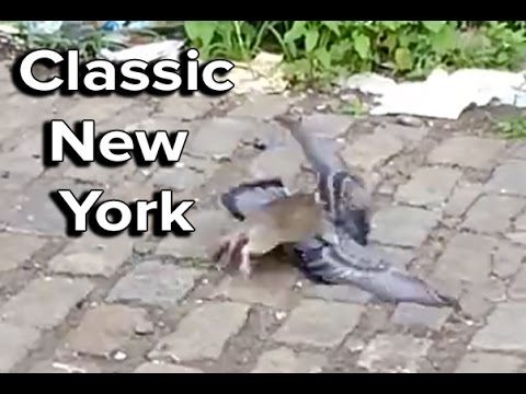 Ozzy Man Reviews: Rat vs Pigeon in New York