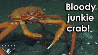 Ozzy Man’s The Lives of Animals – Volume 3 (Feat. Mozza)