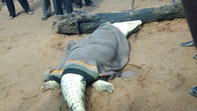 Villagers Cut Open Crocodile To Find Devoured Small Boy Inside