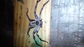 Massive F*ck Off Spider Found In Australia Has A Horrifying Secret