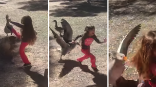 Little Girl Kicks Goose Multiple Times, Goose Goes On Epic Counter-Attack