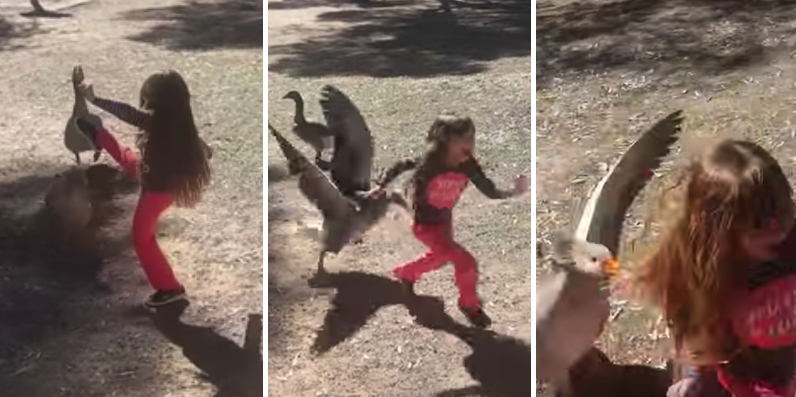 Little Girl Kicks Goose Multiple Times, Goose Goes On Epic Counter-Attack