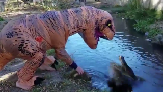 Idiot Decides To Dress Up In A T-Rex Costume To See How An Alligator Would Respond