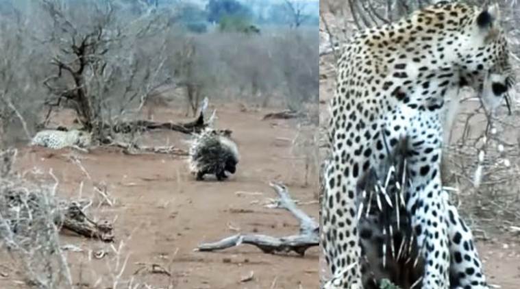 Leopard Learns Valuable Lesson About Trying To Attack Porcupines