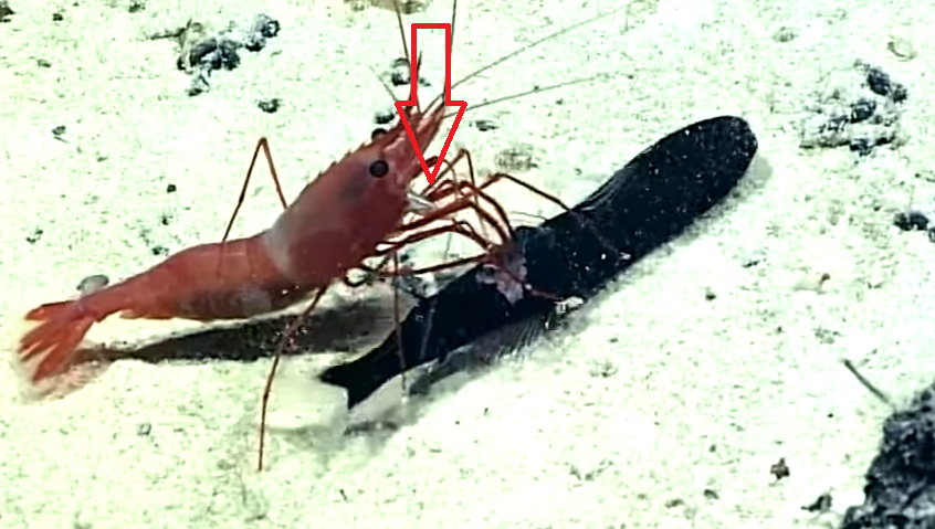 Shrimp Rips Open A Fish’s Stomach To Find Another Fish (That It Proceeds To Eat)!