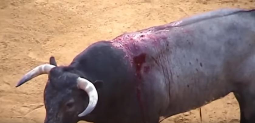 bullfighting5
