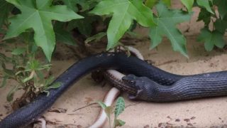 Snake Regurgitates Up Another Live Snake After Getting Startled