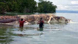 A Giant Creature Just Washed Up On The Shore Of Indonesia And People Are Freaking Out