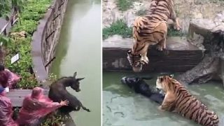 Zoo Feeds Live Donkey To Tigers As Visitors Watch On In Horror