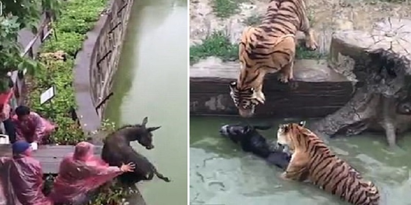 Zoo Feeds Live Donkey To Tigers As Visitors Watch On In Horror