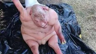 “Half Human Half Lamb” Baby Has Horrified South African Villagers