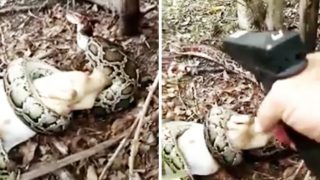 GRAPHIC: This Woman’s Reason For Shooting A 12 Foot Snake Has Divided The Internet