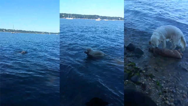 Hero Dog Swims Out And Rescues Deer From Drowning In Harbor