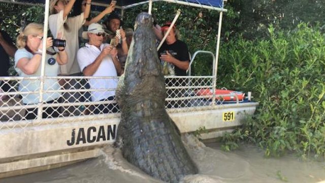 Giant Crocodile Known As ‘The Dominator’ Spotted In The Northern Territory Of Australia