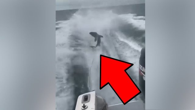 The Internet Has Lashed Out At This Horrific Shark Video That Went Viral on Instagram
