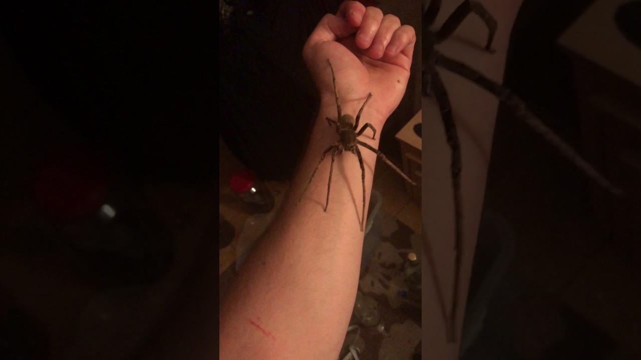 Chilling Footage Shows Man Holding The World’s Deadliest Spider