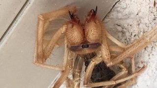 Arizona Bloke Finds Spider-Scorpion Hybrid, And It’s Scary As F*&K!