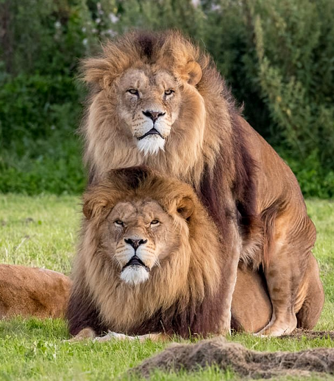 These Two Male Lions Appear To Be 'Getting It On' As Confused Lioness Watches