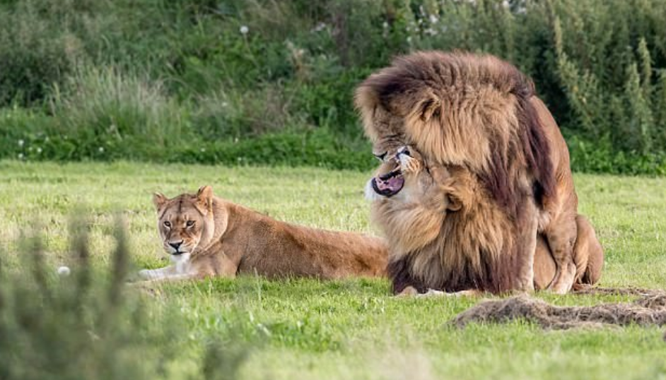 Two Male Lions Appear To Mate While Lioness Looks On 4948