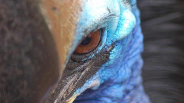 Why The World’s Deadliest Bird Keeps Breaking Into People’s Houses
