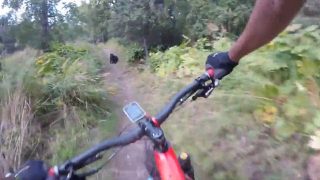 Mountain Bikers Quick Reaction After Huge Bear Appears On Trail