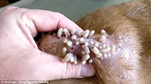 The Vomit Inducing Moment Vet Pops Dozens Of Maggots Out Of Dogs Skin