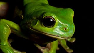 Perfectly Timed Photo Captures The Moment A Frog Eats A Snake